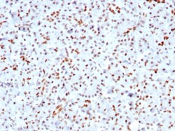 Biotium&nbsp;SOX9 / SRY-box 9(SOX9/3141R), CF594 conjugate, 0.1mg/mL