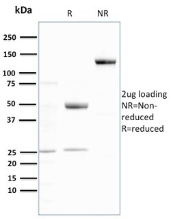 Biotium&nbsp;Ubiquitin (Autophagy Marker)(UBB/3143R), Biotin conjugate, 0.1mg/mL