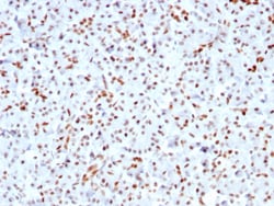 Biotium&nbsp;SOX9 / SRY-box 9(SOX9/3141R), CF740 conjugate, 0.1mg/mL