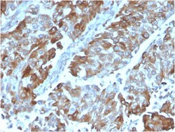 Biotium&nbsp;OX40 / CD134/ TNFRSF4 (Immuno-Oncology Target)(OX40/3108), CF594 conjugate, 0.1mg/mL