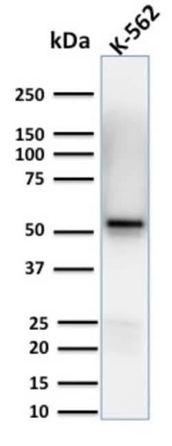 Biotium&nbsp;Spastin(Sp 6C6), CF488A conjugate, 0.1mg/mL