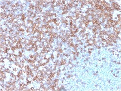 Biotium&nbsp;CD43 (T-Cell Marker)(SPN/3388), CF740 conjugate, 0.1mg/mL