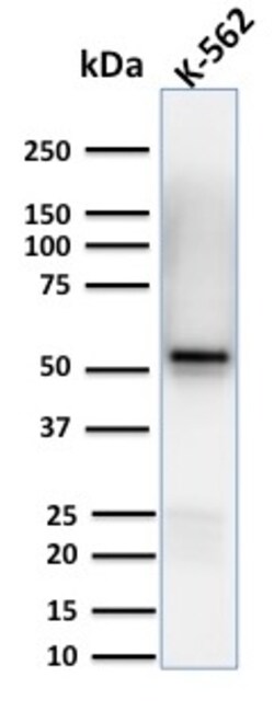 Biotium&nbsp;Spastin(Sp 6C6), CF640R conjugate, 0.1mg/mL