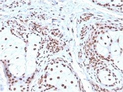 Biotium&nbsp;Nucleophosmin (Acute Myeloid Leukemia Marker)(NPM1/3286), CF405S conjugate, 0.1mg/mL