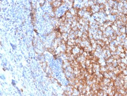 Biotium&nbsp;CD11b / MAC-1 (Microglial Marker)(ITGAM/3337), CF405S conjugate, 0.1mg/mL