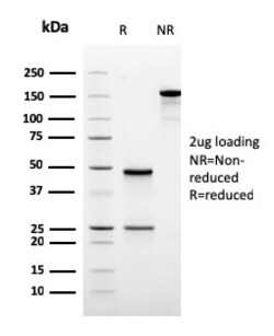 Biotium&nbsp;Ornithine Decarboxylase-1 (ODC-1)(rODC1/485), CF405S conjugate, 0.1mg/mL