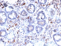 Biotium&nbsp;MUC3 (Mucin 3)(MUC3/2992R), CF568 conjugate, 0.1mg/mL