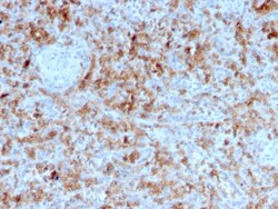 Biotium&nbsp;Granzyme B (NK/T-Cell Lymphoma Marker)(GZMB/3055), CF568 conjugate, 0.1mg/mL
