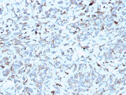 Biotium&nbsp;C1QA / Complement C1q A-Chain(C1QA/2952), CF740 conjugate, 0.1mg/mL