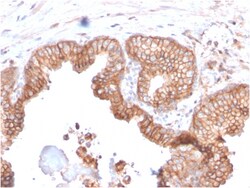 Biotium&nbsp;CD47 / IAP (Integrin Associated Protein)(CD47/2937), CF647 conjugate, 0.1mg/mL
