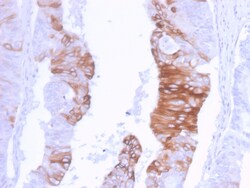 Biotium&nbsp;Cytokeratin 20 (KRT20) (Colorectal Epithelial Marker)(KRT20/3129R), CF568 conjugate, 0.1mg/mL