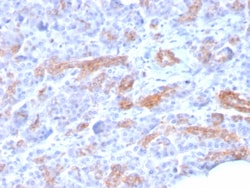 Biotium&nbsp;MRP3 (Multidrug Resistance-Associated Protein 3)(ABCC3/2971), CF647 conjugate, 0.1mg/mL