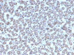 Biotium&nbsp;Prohibitin (Mitochondrial Marker)(PHB/3194), CF740 conjugate, 0.1mg/mL
