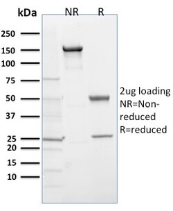 Biotium&nbsp;EGLN1 / PHD2(366G/76/3), CF594 conjugate, 0.1mg/mL
