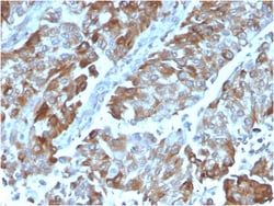 Biotium&nbsp;OX40 / CD134/ TNFRSF4 (Immuno-Oncology Target)(OX40/3108), CF568 conjugate, 0.1mg/mL