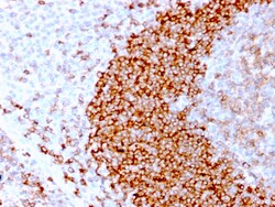 Biotium&nbsp;CD79b (B-Cell Marker)(IGB/3170R), CF568 conjugate, 0.1mg/mL