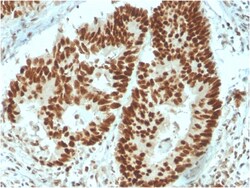 Biotium&nbsp;MSH6 (DNA Mismatch Repair Protein)(MSH6/3091), CF488A conjugate, 0.1mg/mL