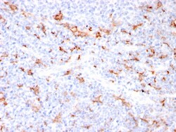 Biotium&nbsp;S100A9 + Calprotectin (S100A8/A9 Complex)(MAC3157R), CF488A conjugate, 0.1mg/mL