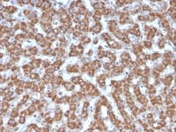Biotium&nbsp;Prohibitin (Mitochondrial Marker)(PHB/3226), CF568 conjugate, 0.1mg/mL