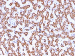 Biotium&nbsp;Prohibitin (Mitochondrial Marker)(PHB/3230), CF405S conjugate, 0.1mg/mL