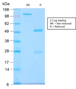 Biotium&nbsp;GnRH-Receptor / LH-RH Receptor(GNRHR/2982R), Biotin conjugate, 0.1mg/mL