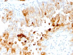 Biotium&nbsp;Uroplakin 1A (Urothelial Differentiation Marker)(UPK1A/2921), Biotin conjugate, 0.1mg/mL