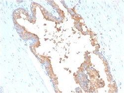 Biotium&nbsp;Transferrin (Early Marker of Oligodendrocytes)(TF/3001), CF594 conjugate, 0.1mg/mL