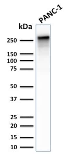 Biotium&nbsp;Spectrin beta III (SPTBN2)(SPTBN2/2887R), 0.2mg/mL