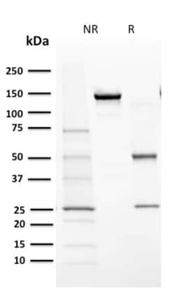 Biotium&nbsp;Cytochrome P450 1A1/1A2(MC1), 0.2mg/mL