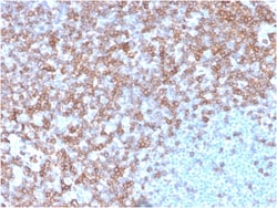 Biotium&nbsp;CD43 (T-Cell Marker)(SPN/3388), CF568 conjugate, 0.1mg/mL