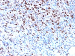 Biotium&nbsp;Microphthalmia Transcription Factor (MITF)(MITF/2987R), CF594 conjugate, 0.1mg/mL