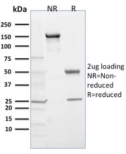 Biotium&nbsp;EGLN1 / PHD2(366G/76/3), 0.2mg/mL