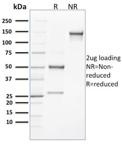 Biotium&nbsp;CLEC9A / DNGR1 (Dendritic Cell Marker)(8F9), CF740 conjugate, 0.1mg/mL