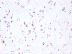 Biotium&nbsp;FCGRT / FcRn (IgG Transporter)(FCGRT/2932), CF740 conjugate, 0.1mg/mL
