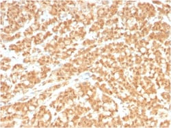 Biotium&nbsp;ICOS-L / ICOS Ligand / B7RP-1 (Immuno-Oncology Target)(ICOSL/3260), CF488A conjugate, 0.1mg/mL