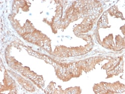 Biotium&nbsp;CD47 / IAP (Integrin Associated Protein)(CD47/3019), 0.2mg/mL