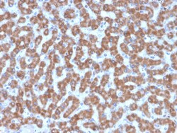 Biotium&nbsp;Prohibitin (Mitochondrial Marker)(PHB/3227), CF488A conjugate, 0.1mg/mL