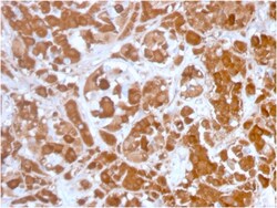 Biotium&nbsp;Growth Hormone (Pituitary Marker)(GH/3155), CF640R conjugate, 0.1mg/mL