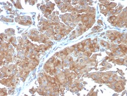 Biotium&nbsp;PAI-RBP1 / SERBP1 / SERPINE1(SERBP1/3498), Biotin conjugate, 0.1mg/mL