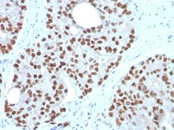 Biotium&nbsp;NKX3.1 (Metastatic Prostate Adenocarcinoma Marker)(NKX3.1/3350), CF405S conjugate, 0.1mg/mL