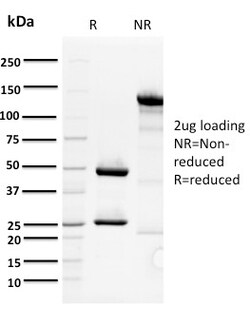 Biotium&nbsp;ORC1(7F6/1), Biotin conjugate, 0.1mg/mL