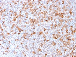 Biotium&nbsp;CD3e (T-Cell Marker)(C3e/3171R), CF640R conjugate, 0.1mg/mL