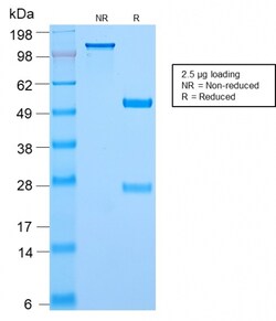 Biotium&nbsp;c-Myc Oncoprotein(MYC2895R), CF594 conjugate, 0.1mg/mL