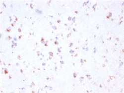 Biotium&nbsp;FCGRT / FcRn (IgG Transporter)(FCGRT/2932), 0.2mg/mL