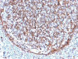 Biotium&nbsp;CD11b / MAC-1 (Microglial Marker)(ITGAM/3340), CF640R conjugate, 0.1mg/mL