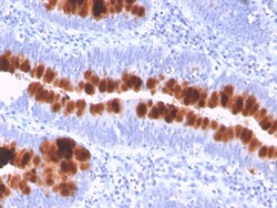 Biotium&nbsp;CD95 / FAS / TNFRSF6(FAS/3112), CF640R conjugate, 0.1mg/mL
