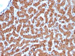 Biotium&nbsp;Cytochrome C (Mitochondrial Marker)(CYCS/3128R), CF594 conjugate, 0.1mg/mL