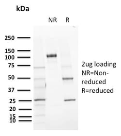 Biotium&nbsp;CD72 (B Cell Marker)(BU40), CF405S conjugate, 0.1mg/mL
