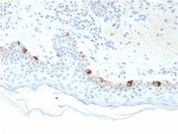 Biotium&nbsp;Tyrosinase-Related Protein-1 (TYRP-1) (Melanoma Marker)(TYRP1/3281), CF647 conjugate, 0.1mg/mL