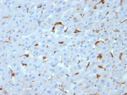 Biotium&nbsp;C1QA / Complement C1q A-Chain(C1QA/2953), CF568 conjugate, 0.1mg/mL